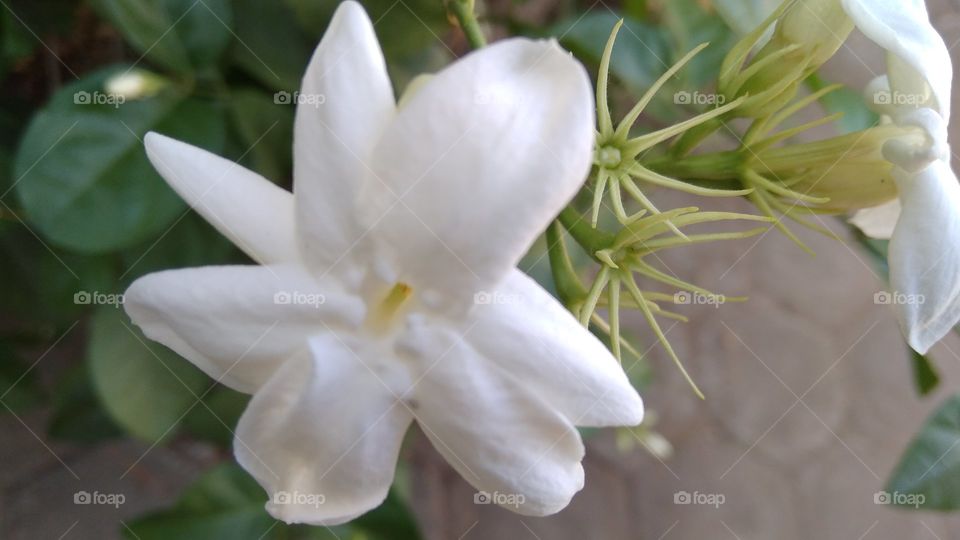 Beautiful jasmine flower in my house