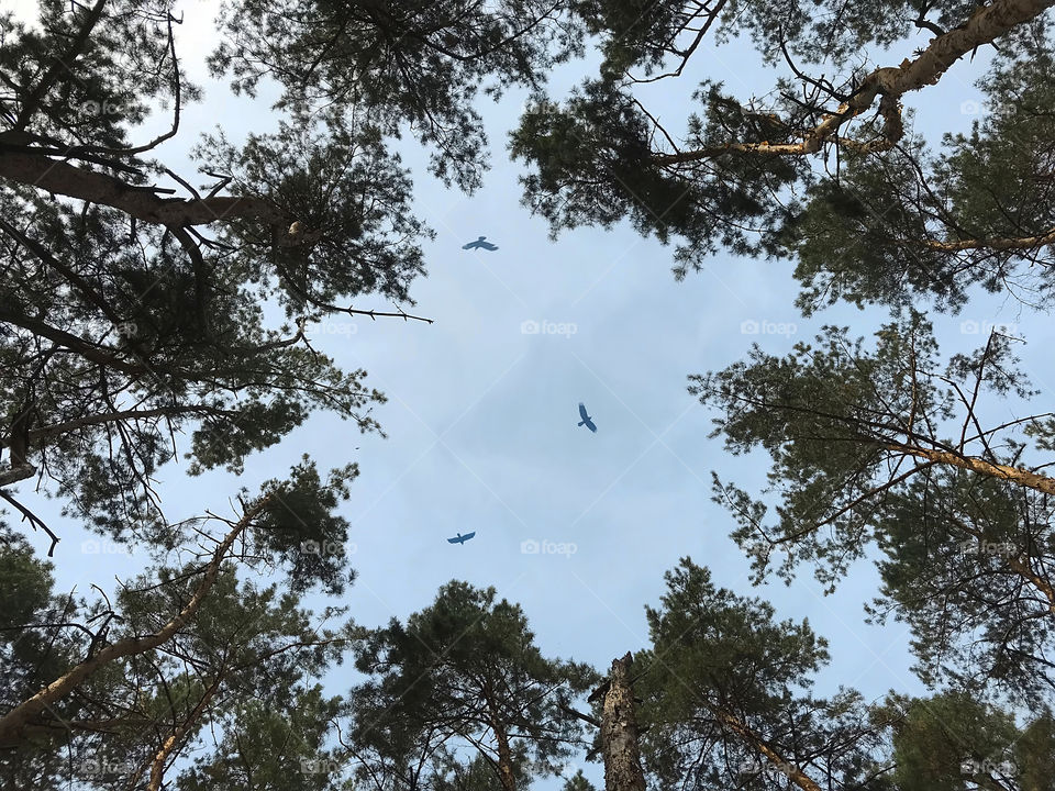 Birds flying over the fir trees forest in the blue sky 