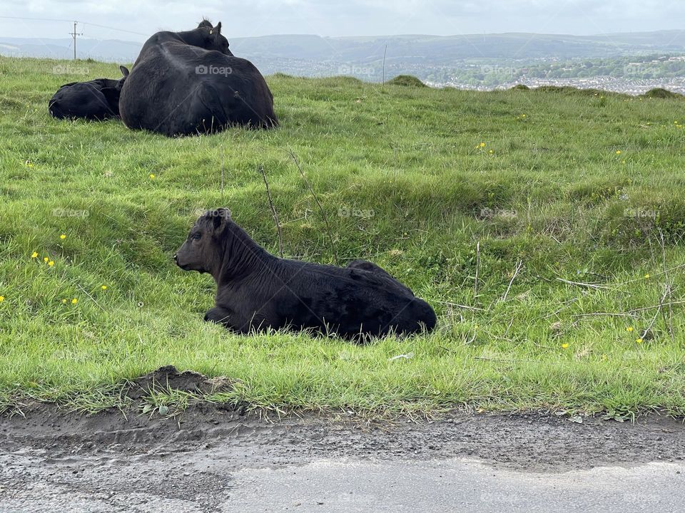 Baby cow with mother on green field