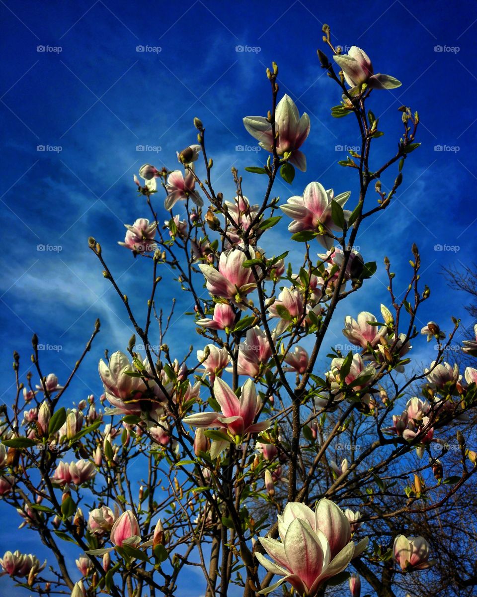 Flowers spring