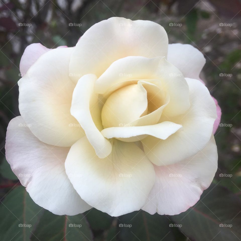 ‪The perfection of nature portrayed in a rosebud!
A perfeição da natureza retratada num botão de rosa!‬
‪📸‬
‪#FOTOGRAFIAéNOSSOhobby‬
‪#flores #flor #flowers #natureza #inspiration #mobgrafando #pétalas ‬