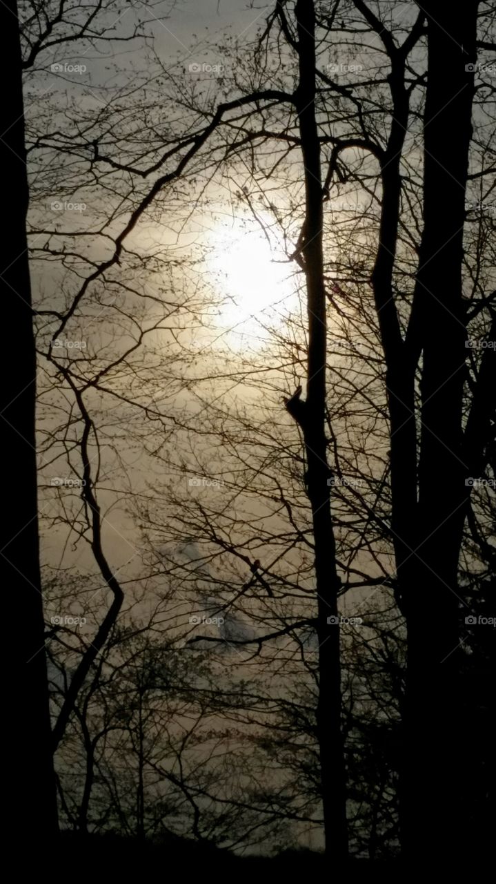 trees and morning fog