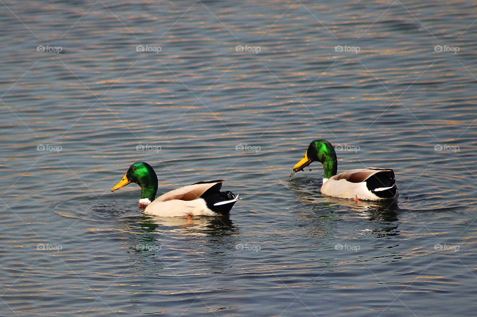 The Mallards