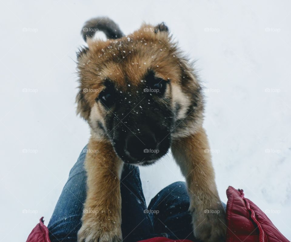 Winter walkies