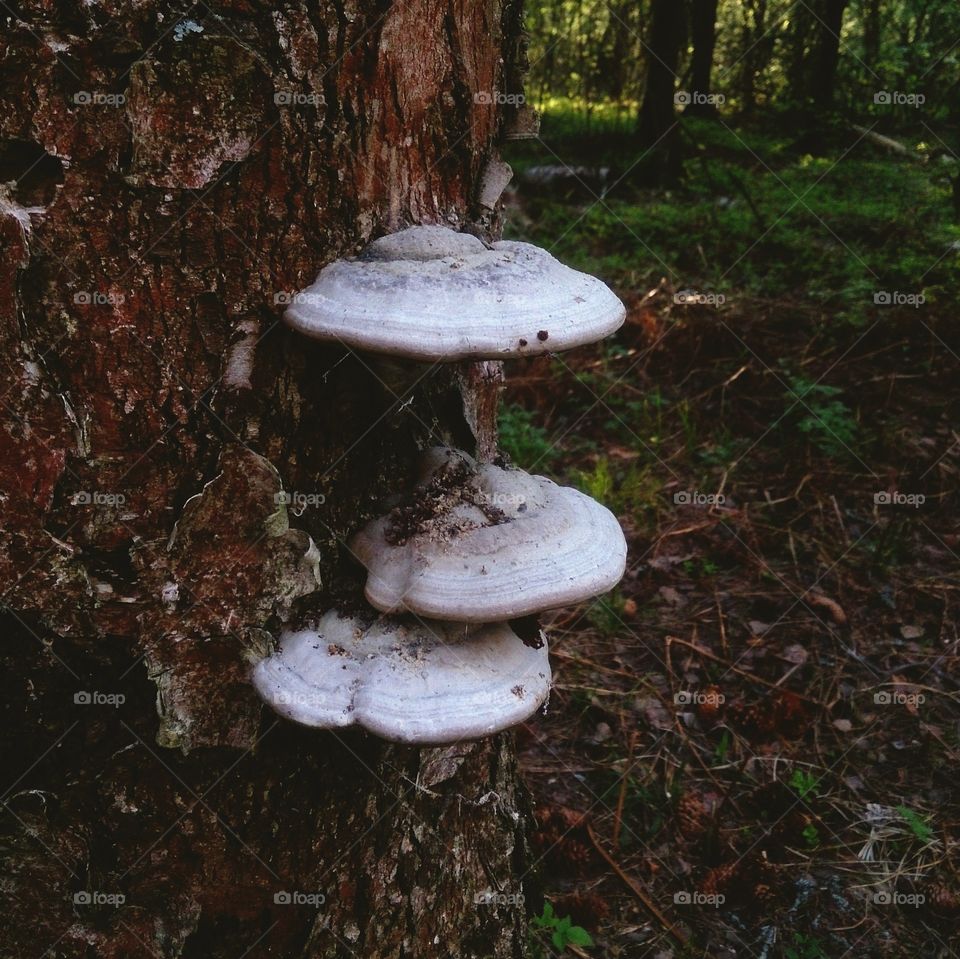Mushrooms