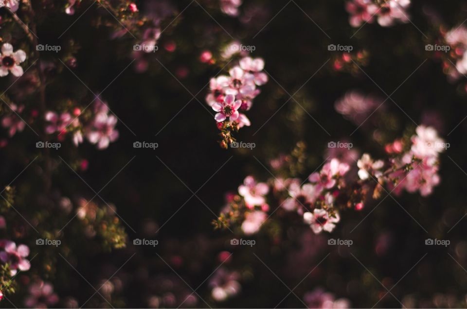 Just some cute pink flowers and bokeh. Works great as a desktop wallpaper.