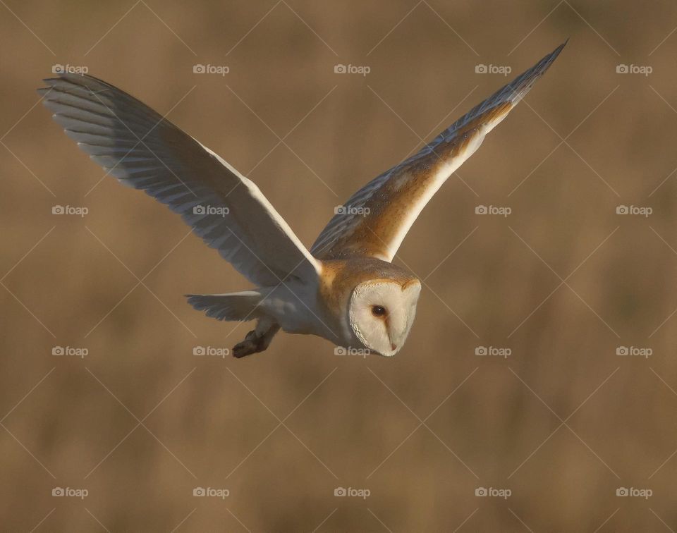 A close up of a barn owl