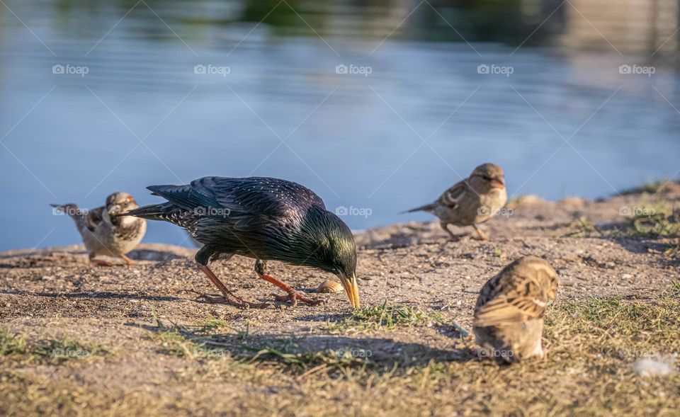 Small birds next to lake
