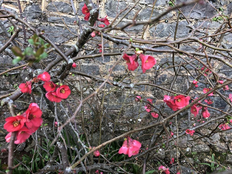 This sparkling pink bloom is referred to as the “Japanese Japonica” and it was no foliage in its history.