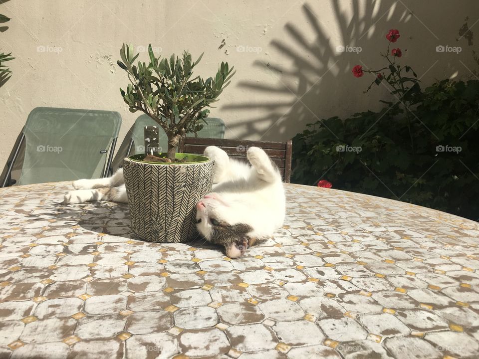 Cat lover taking a sun bath in Paris garden 