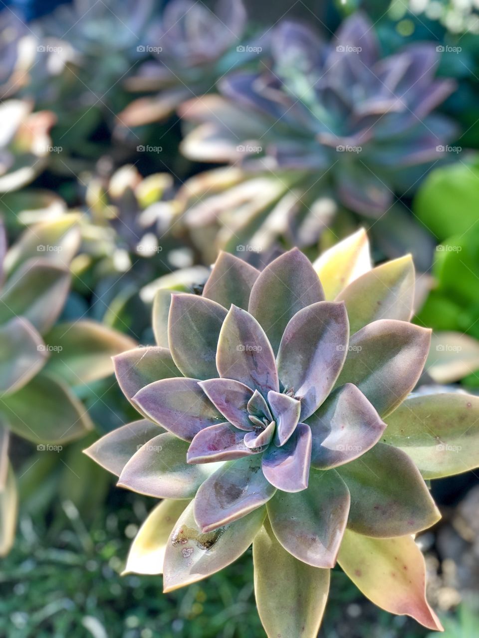 Foap Mission Glorious Mother Nature! Colorful Purple Succulents 