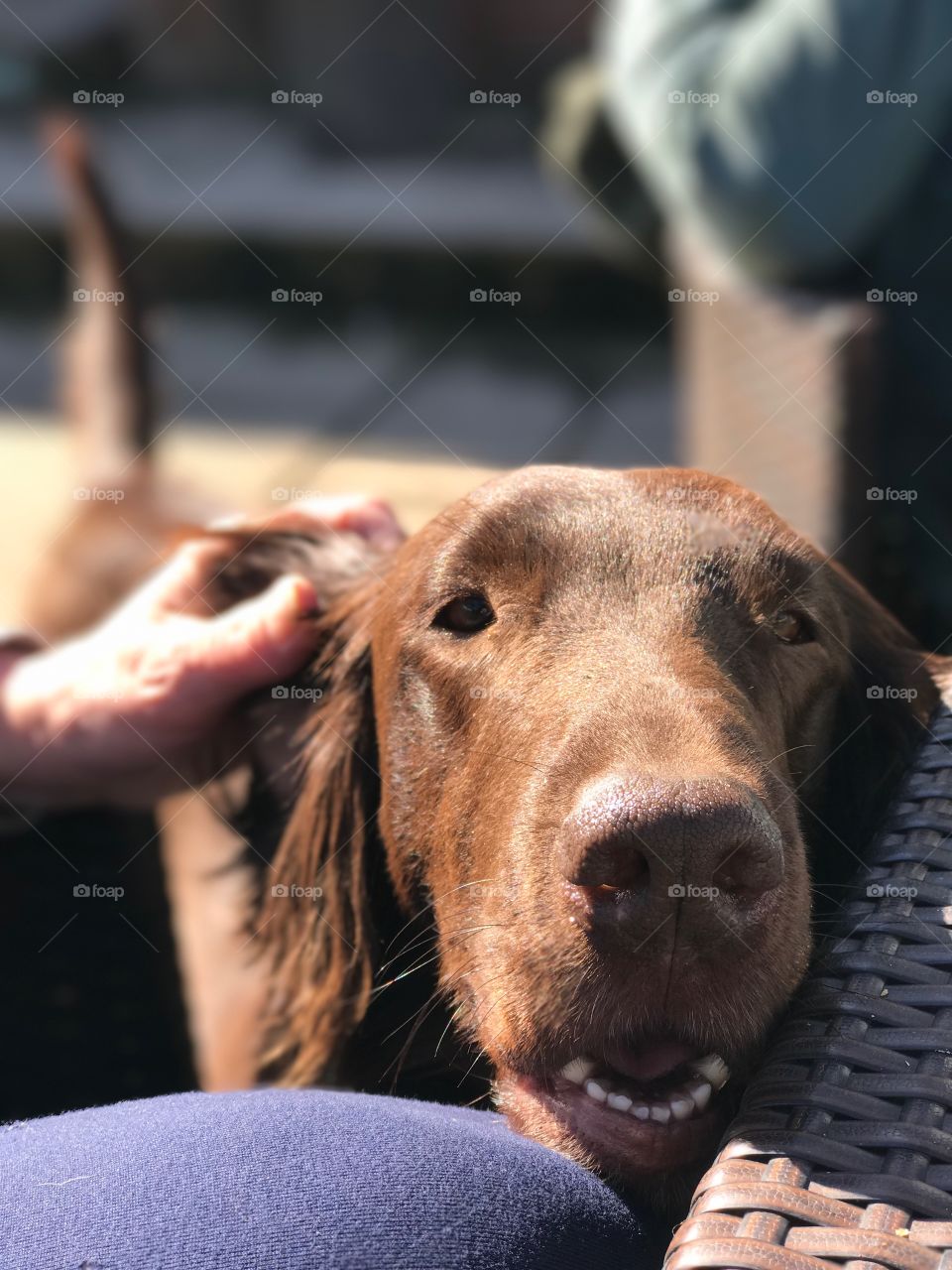 Brown flatcoat retriever gets her ears tickled while table watching 
