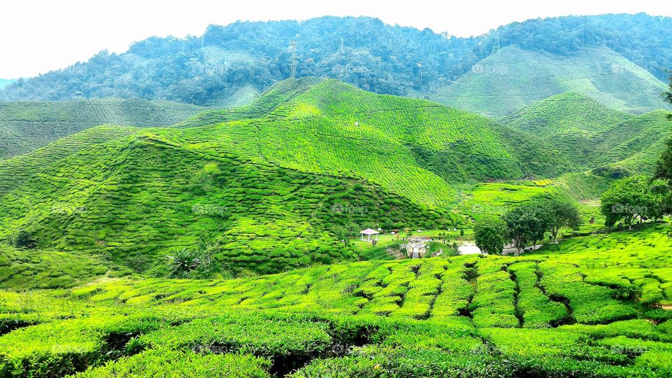 tea garden, Cameron Highlands, Malaysia