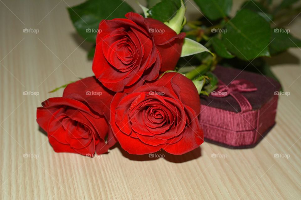 Rose, Flower, Gift, Romance, Love