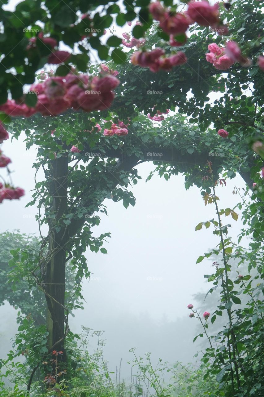 roses in fog