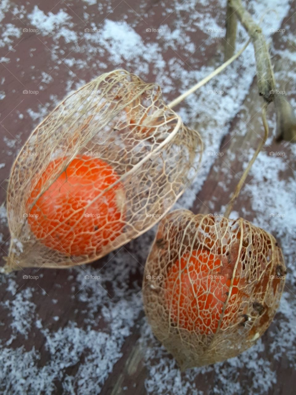 two orange fruits of physalis (winter cherry)