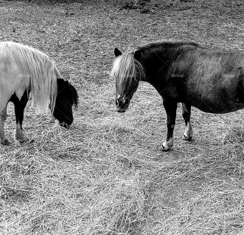 Black and White Miniature Horses