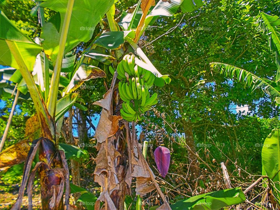 Banana tree at a fram in Jamaica