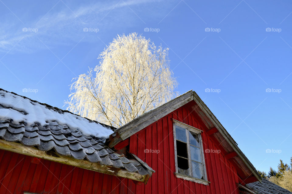 Red House wintertime . Looking up at Blue sky and white Tree 