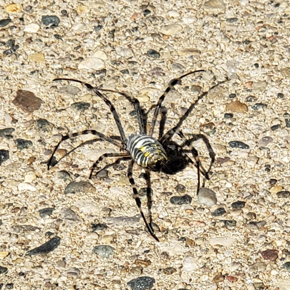 Had no idea Michigan had such large spiders!