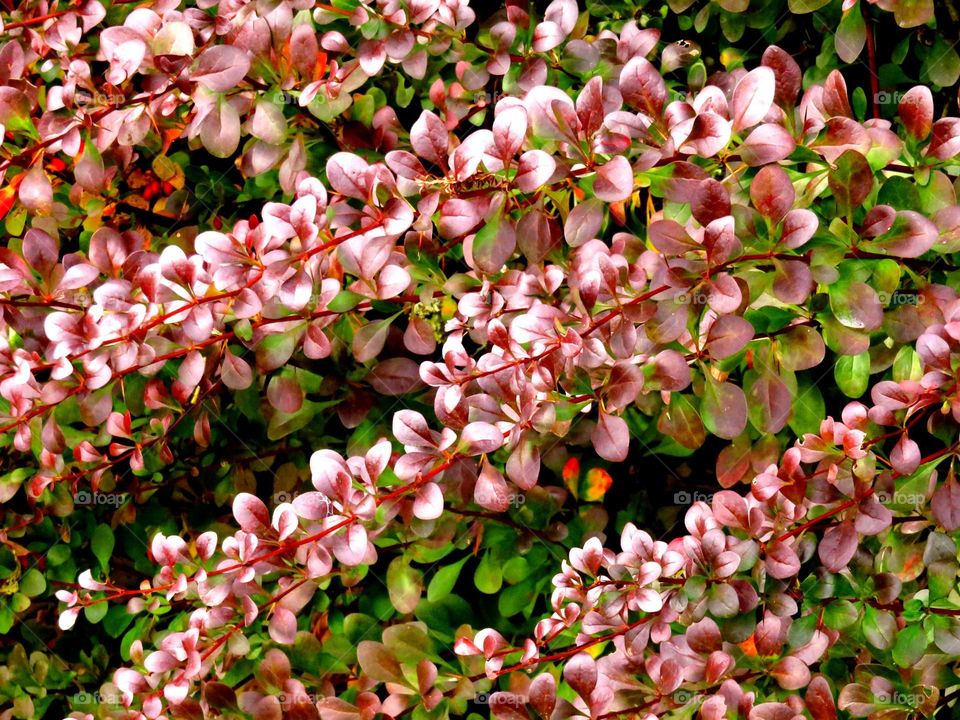 colourful foliage