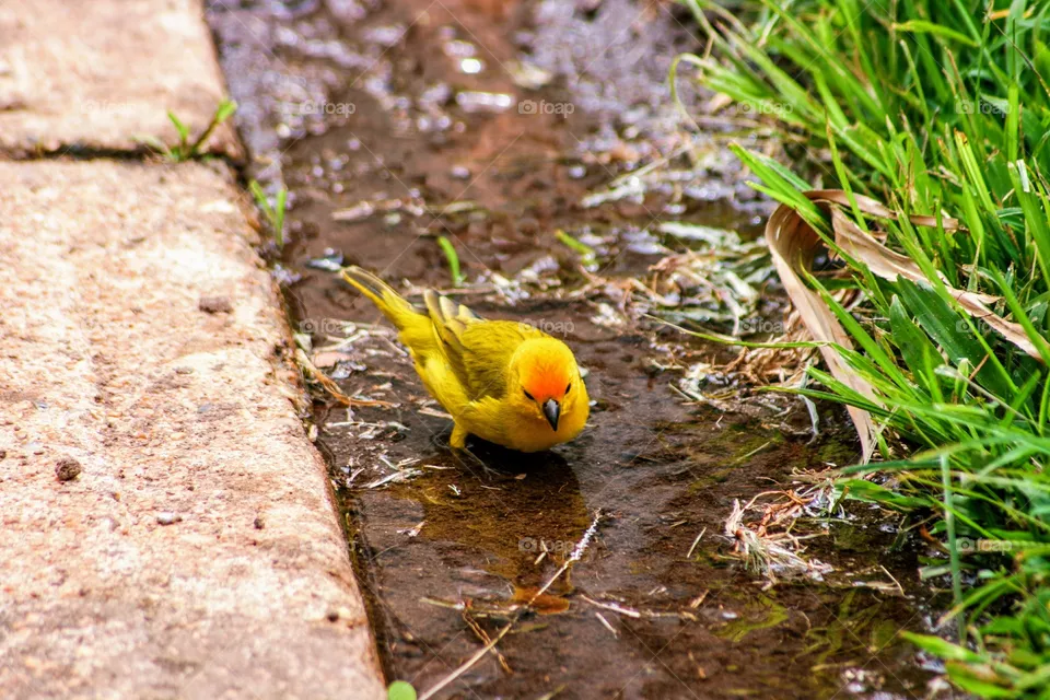 bird