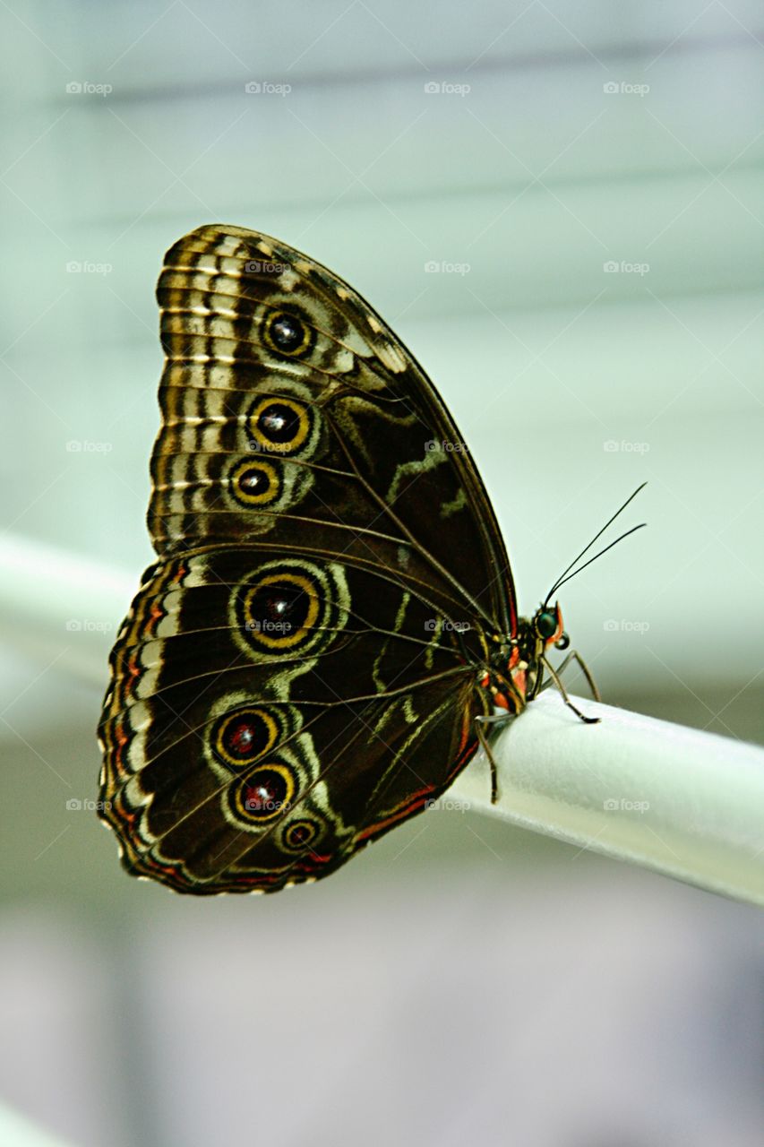 Beautiful butterfly 