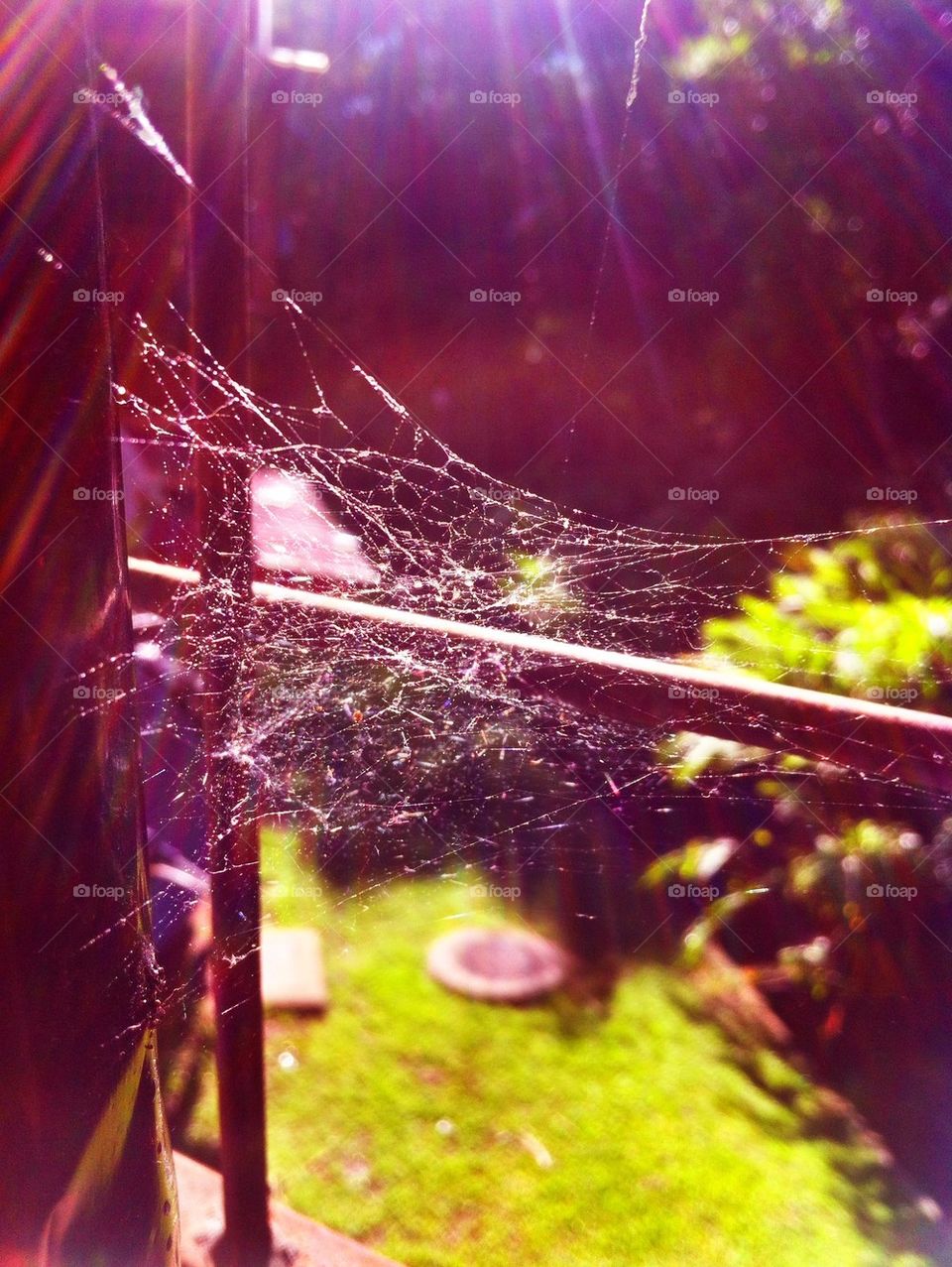 Web