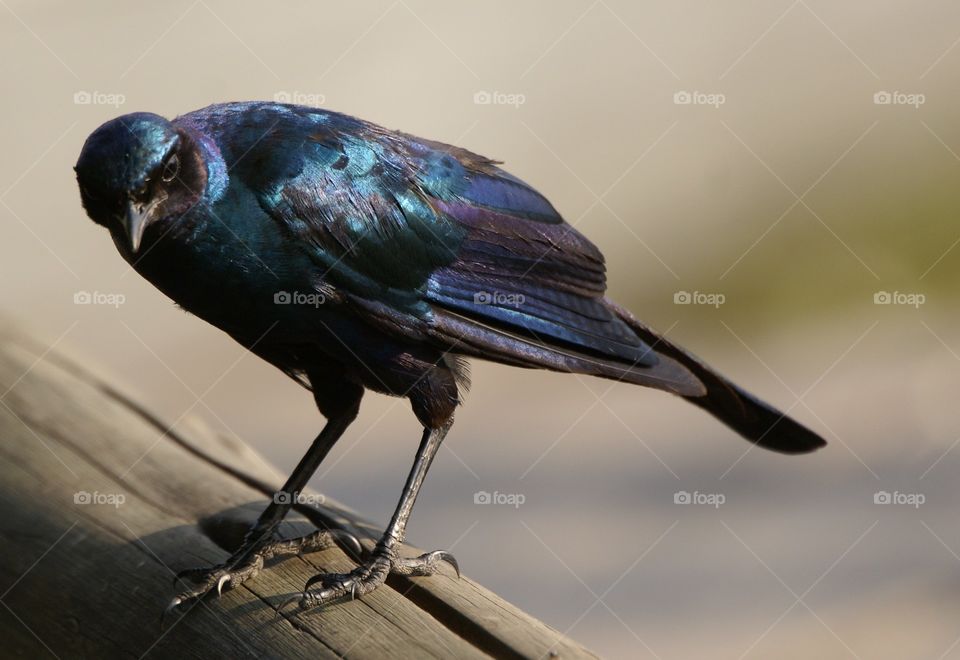 glossy starling