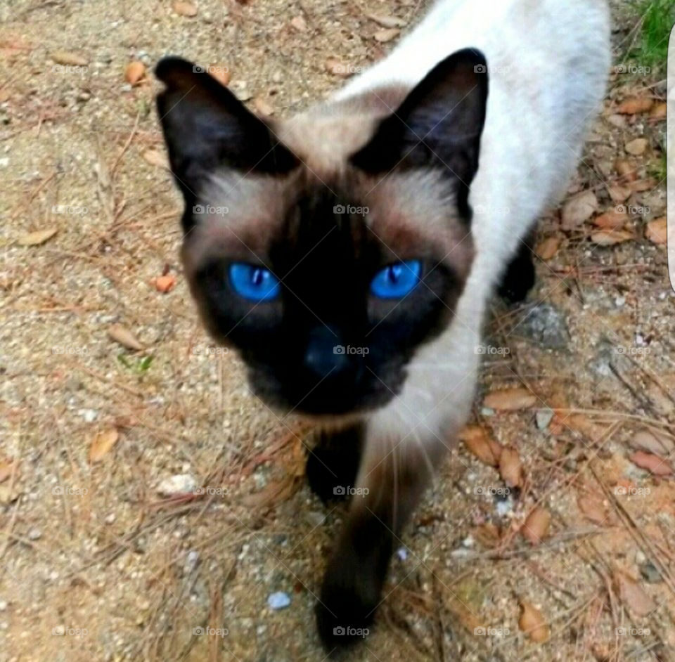 Blue eyes cat