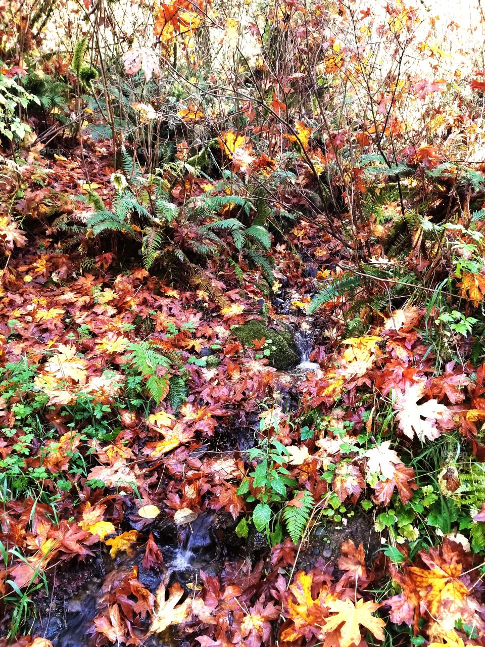 Autumn walk by a stream