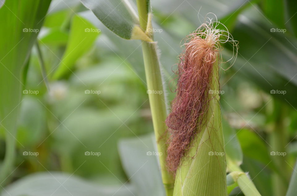 raw corn