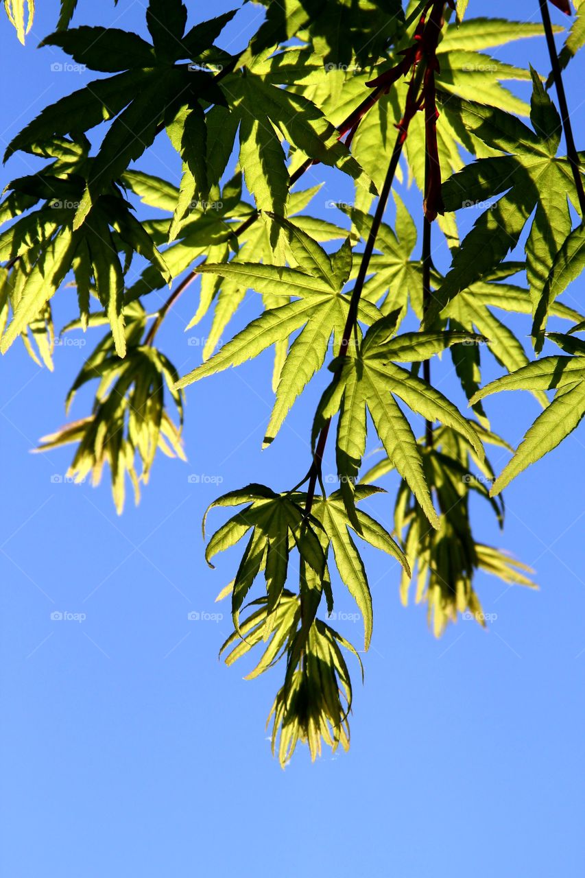 fresh green leaves against the blue sky.