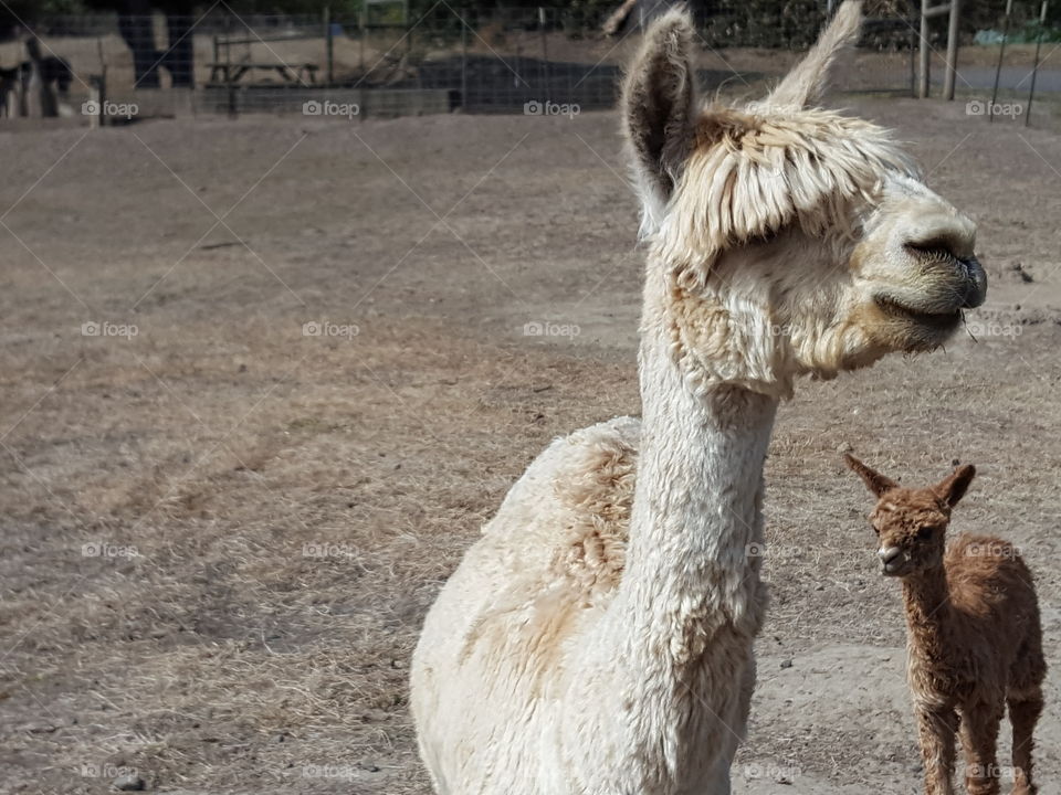 Closeup of two alpacas