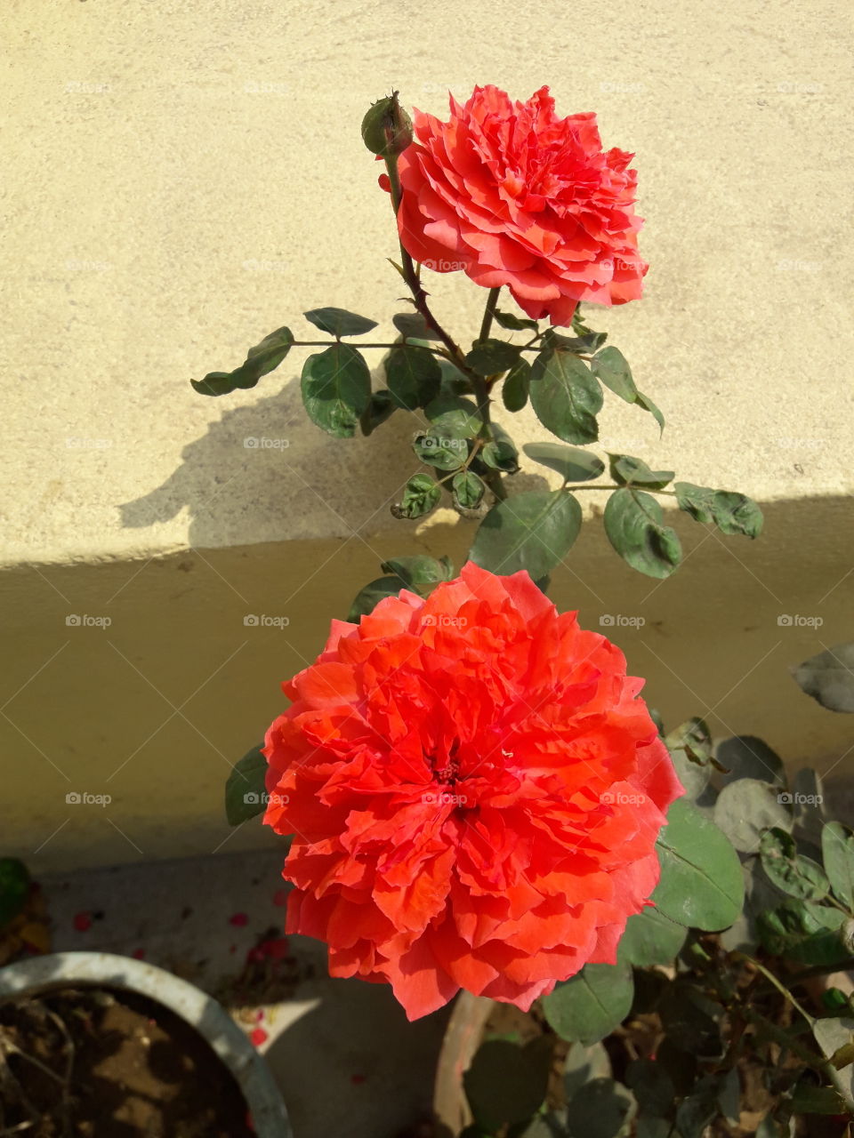 beautiful roses of our garden