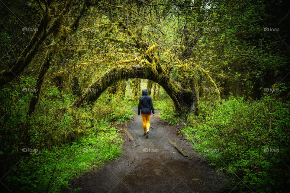 Hall of Mosses trail, Olympic national park 