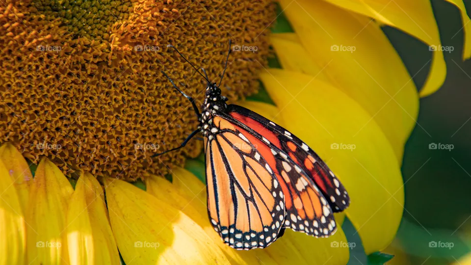 Butterfly on a sunflower
