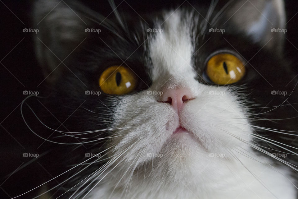 Close up of my cat