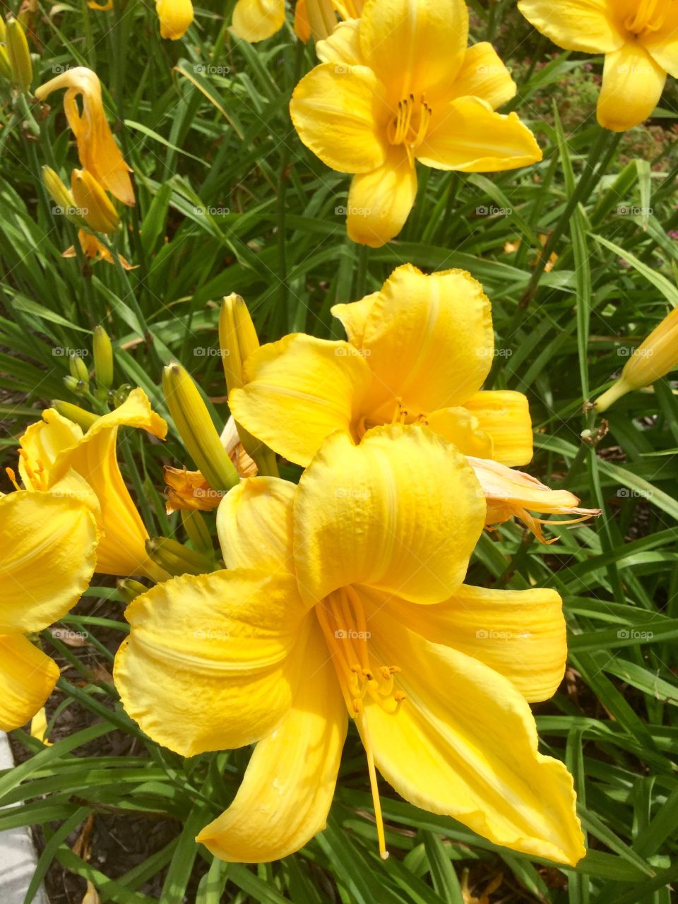 Close up vivid yellow flowers  