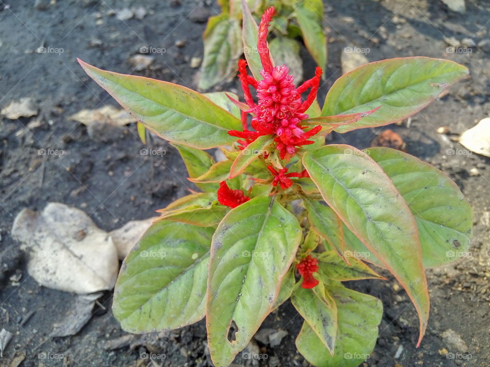close up red flower and its green leaves on soil.