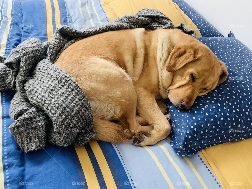 Mobile Series : Animals 