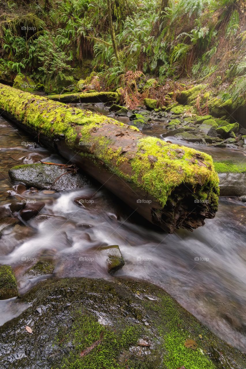 Mossy Log in a Creek