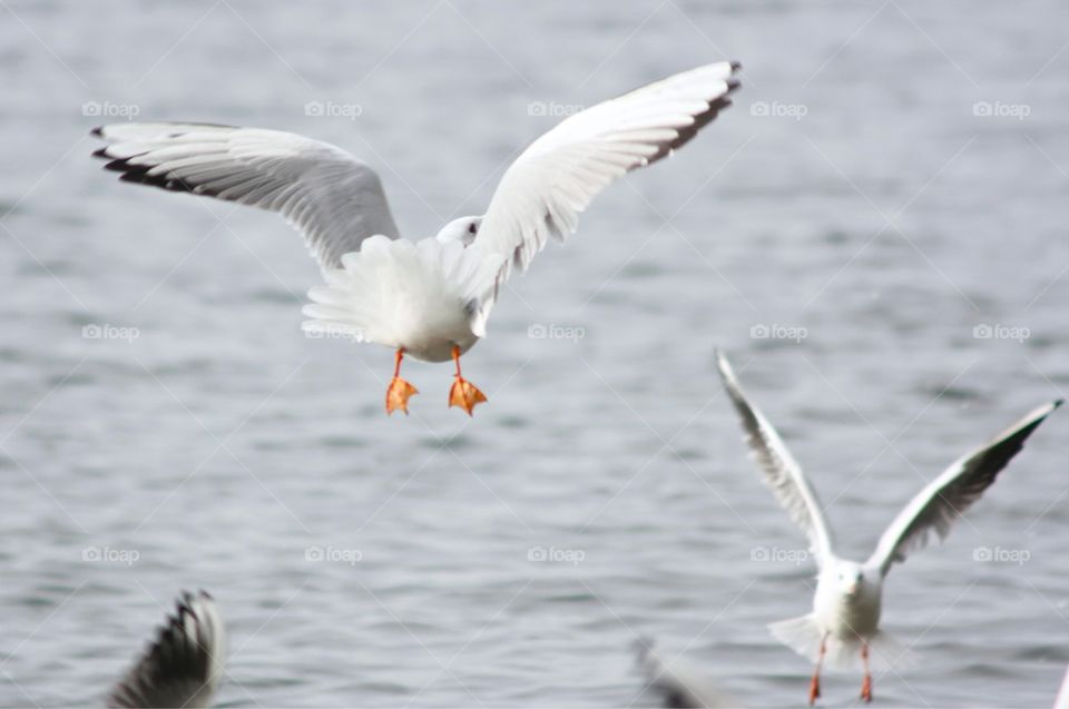 Close-up of a flying seagull