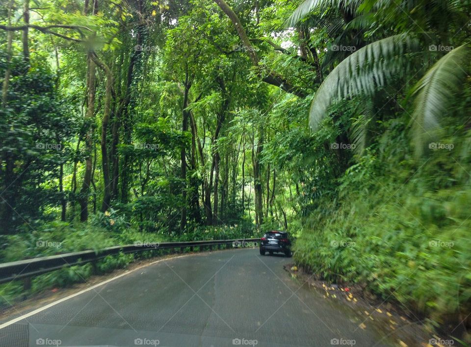 Rain forest road