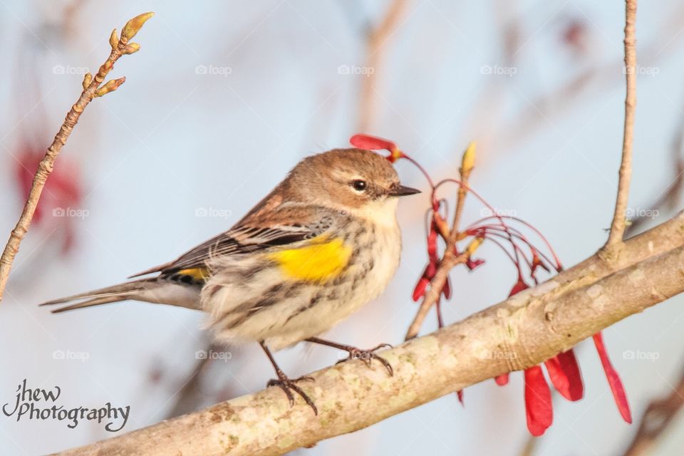 Yellow-rumped warbler