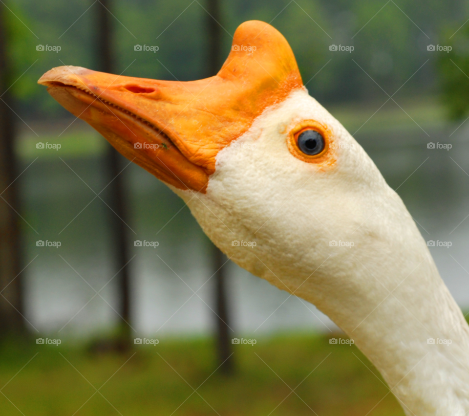 bird goose by lightanddrawing