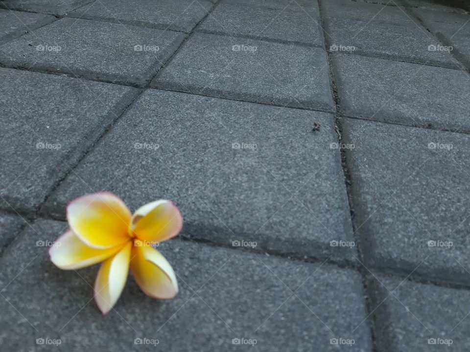 a falling frangipani flower on a pavement