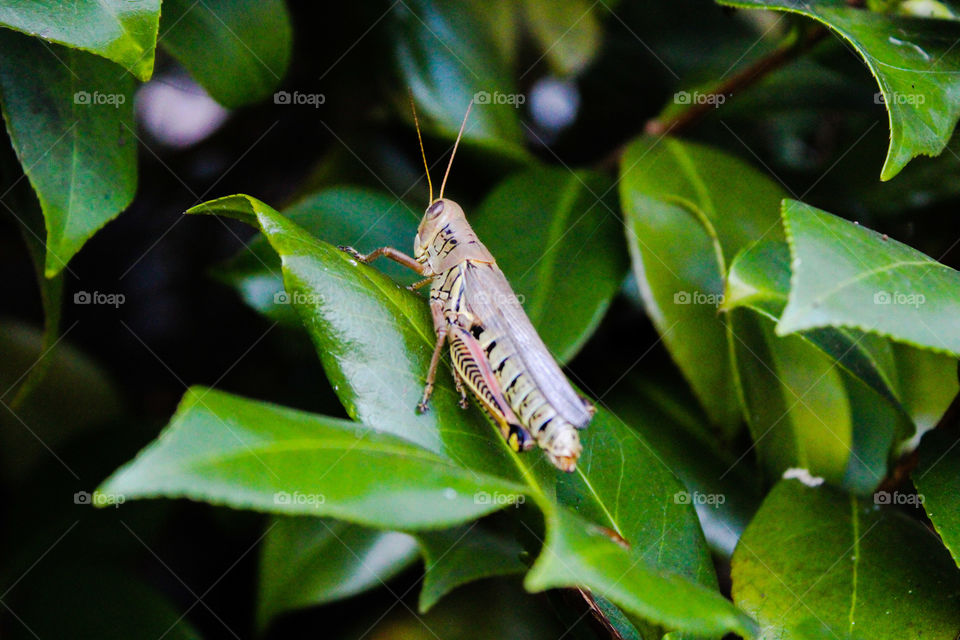 grasshopper