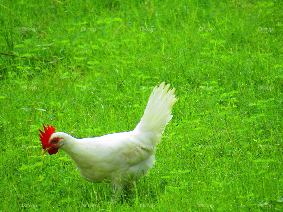 white hen or murga or leghorn hen or chicken.