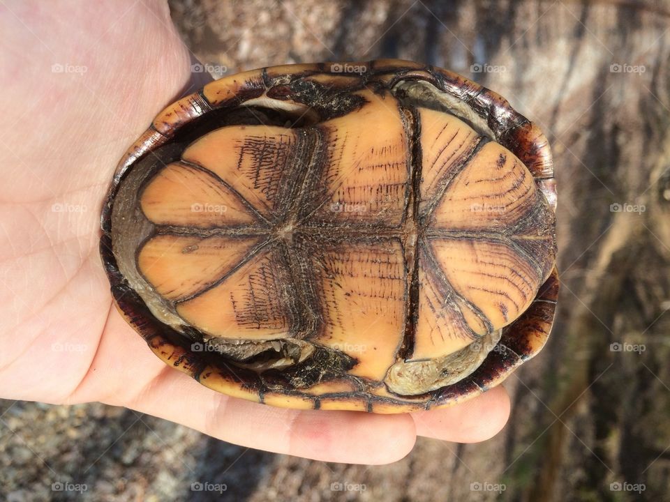 Musk Turtle Plastron (Belly)